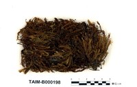 藏品(日本鳳尾苔)的圖片